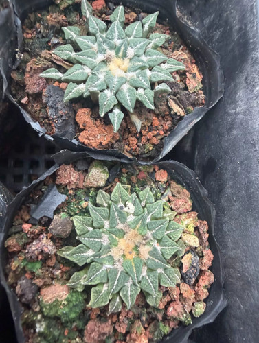 1pz 3cm ariocarpus - 1pz,
