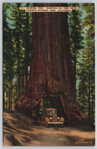 Cartolina wawona tree - cartolina,
