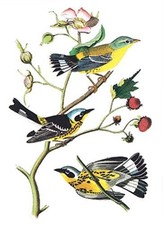 Audubon Bird Notebook
