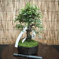 Bonsai olmo pavifolia - di,