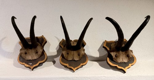 Collezione vecchi trofei - 3,
