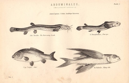 1868 stampa abdominali - 1868, ~