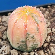Astrophytum asterias Variegata