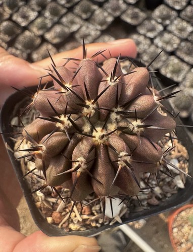 Cristate copiapoa cinerea - cristate,