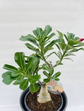 Adenium obesum rosa - , del