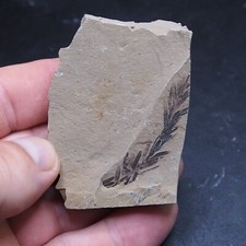 Foglie di sequoia pianta