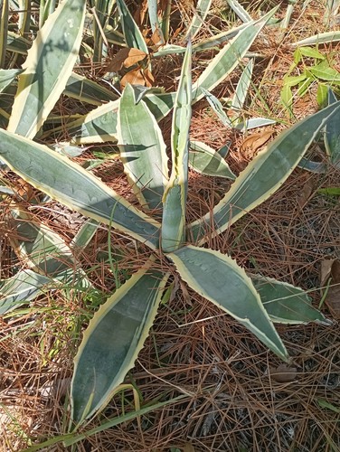 Agave americana variegata - agave, americana!