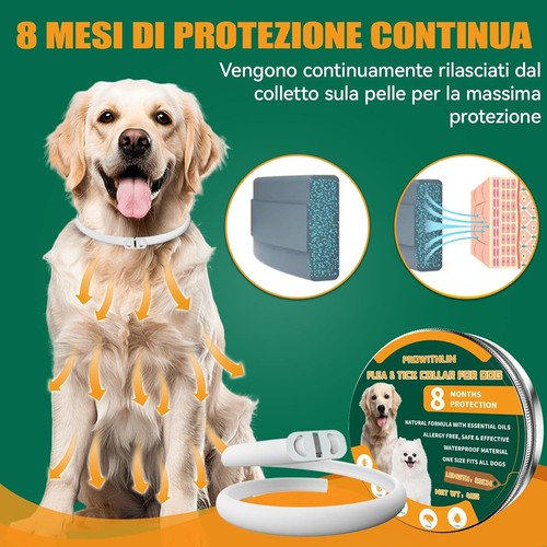 Collare per cane - collare, grande