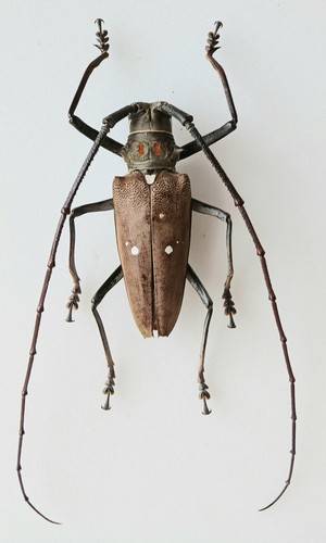 Batocera thomsoni male - batocera,