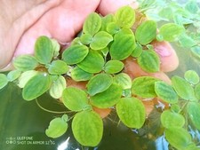 PIANTA VERA ACQUARIO POND