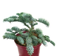 Abies procera forma 'glauca' | abete nobile | abete rosso - abete pregiato | abete argento