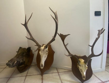 trofei di cinghiale cervo e daino già trattati con scudetto