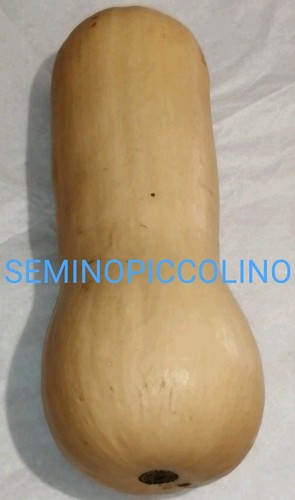 Semi zucca butternut liscia - zucca,