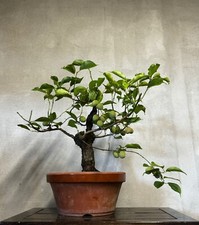 Bonsai prunus mume - bonsai, di