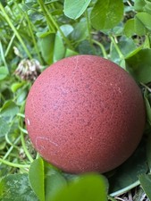 Black copper marans - copper,