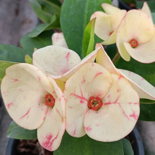 Euphorbia milii pianta ibrida - euphorbia,