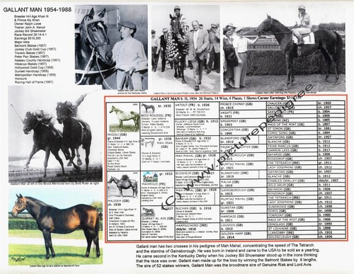 Corsa cavallo gallant - cavallo, man