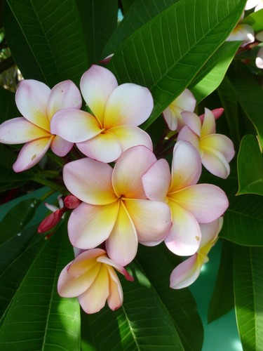 Semi plumeria eliza - 4,