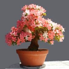 Vendita2207 Bonsai Giapponese