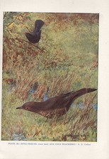 Stampa Vintage Di Uccelli ~