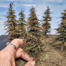 Modello di abete, 4"-6", OTTO