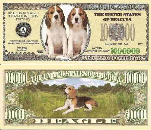 Beagle dog puppy - dog, one