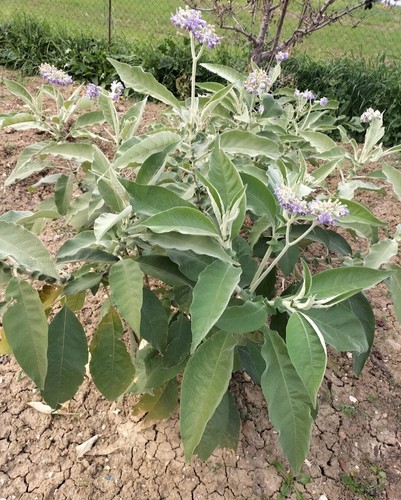 500 semi solanum - 500,