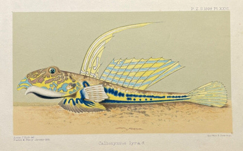 Antica stampa pesce - stampa,