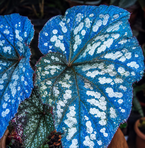 80003064 begonia betsy - betsy, blue