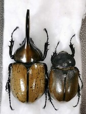 Dynastes hyllus moronii 95mm 57mm Coppia massiccia - Messico