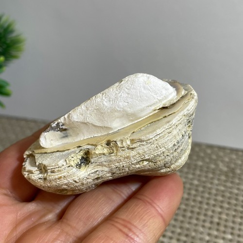 Bonsai suiseki pietra - di, suiseki-pietra