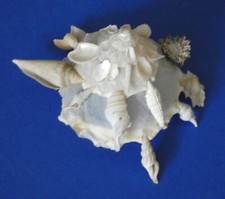 CONCHIGLIA " SHELL CARRIER "