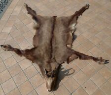 Trofeo Caccia Camoscio imbalsamato tassidermia taxidermy corna Tappeto cervo Old