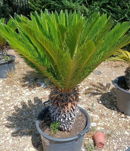 Pianta cycas revoluta - di, vaso