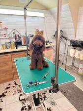 cuccioli di barboncino toy