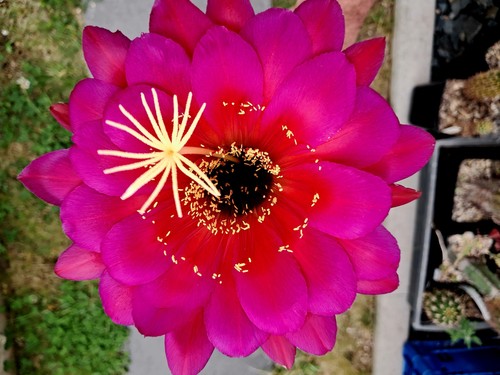 Ibrido trichocereus - ibrido, di
