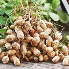 Selective peanuts for growing