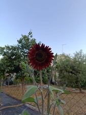 SEMI DI GIRASOLE REGINA DI