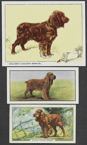 Diverse carte vintage golden - carte,