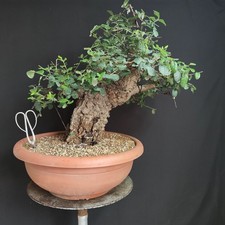 PRE BONSAI ESEMPLARE DI