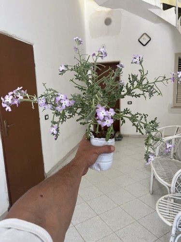 Pianta gelsomino viola - pianta,