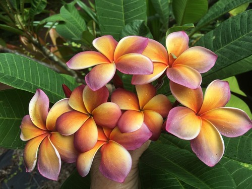 Rara plumeria arcobaleno