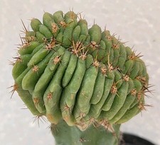 Tric pasacana cristate 