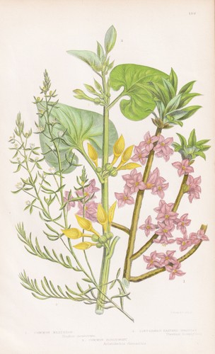 Daphne mezereum seidelbast - daphne,