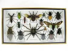 Pezzo unico - Veri insetti