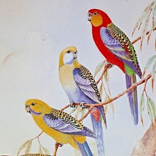 The Western Rosella Parrot