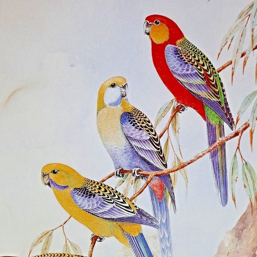 The western rosella parrot - western,