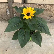 6 Pianta Girasole