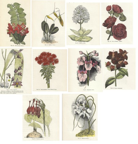 Stampe antiche botanica lotto - botanica,