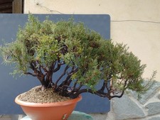 Pre-Bonsai Di Erica